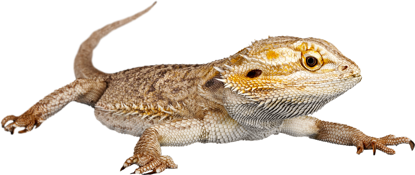 Bearded Dragon